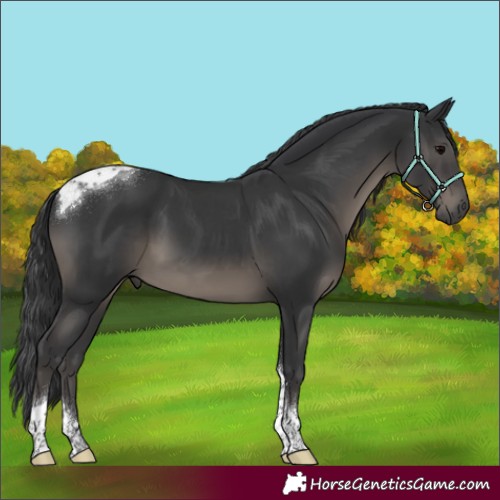 Horse Color:Black Tobiano
