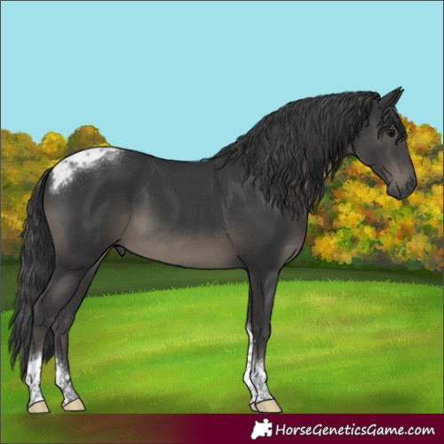 Horse Color:Black Tobiano 