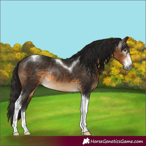 Horse Color:Gray Buckskin Sabino Tobiano Appaloosa Rabicano 
