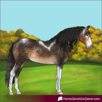 Horse Color:Gray Buckskin Sabino Tobiano Varnish Rabicano 