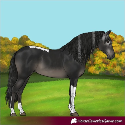 Horse Color:Gray Black Tobiano