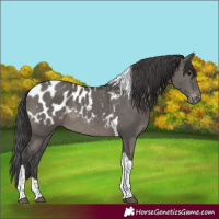Horse Color:Grullo Tobiano Blanket Rabicano