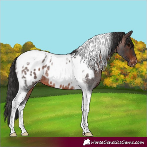 Horse Color:Brown Roan Tobiano Appaloosa 