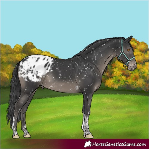 Horse Color:Black Tobiano Appaloosa