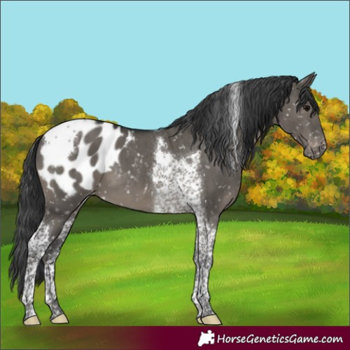 Horse Color:Grullo Tobiano Appaloosa Brindle 