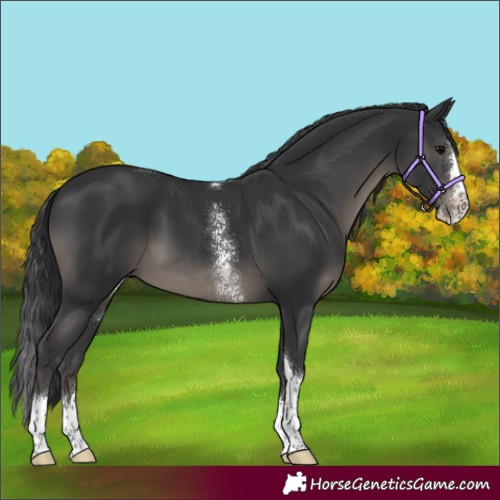 Horse Color:Black Sabino Splash Tobiano 