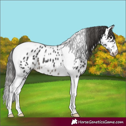 Horse Color:Black Mushroom Tobiano Appaloosa 