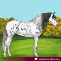 Horse Color:Black Mushroom Tobiano Near Leopard 