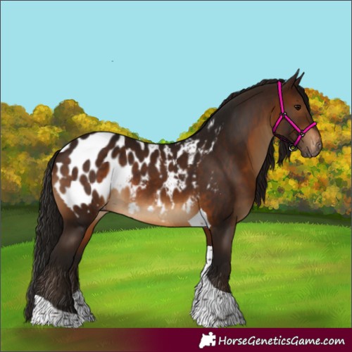 Horse Color:Gray Bay Tobiano Appaloosa Rabicano