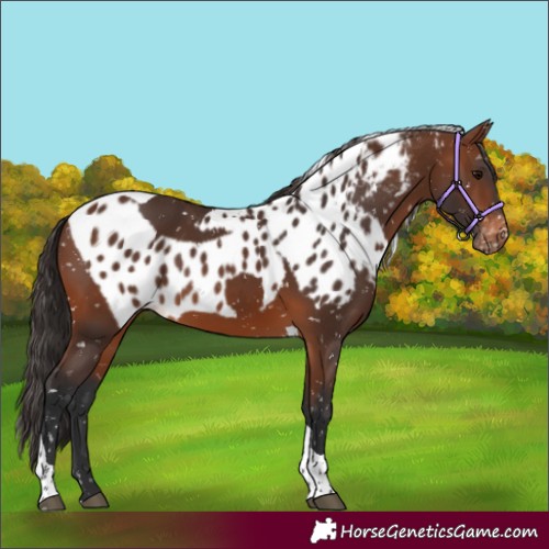 Horse Color:Brown Tobiano Skewed Appaloosa 