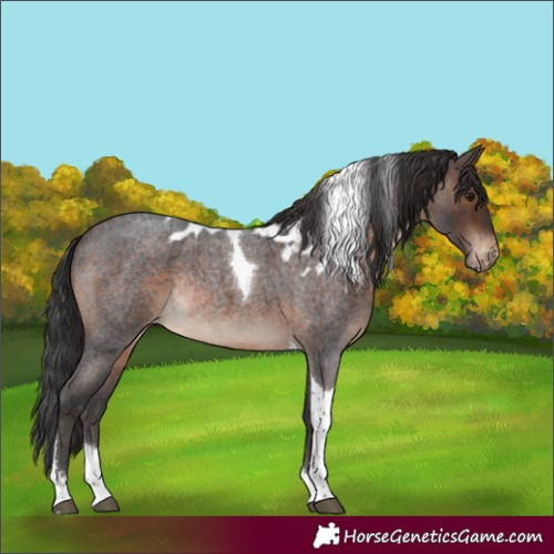Horse Color:Brown Roan Tobiano Skewed Appaloosa Rabicano