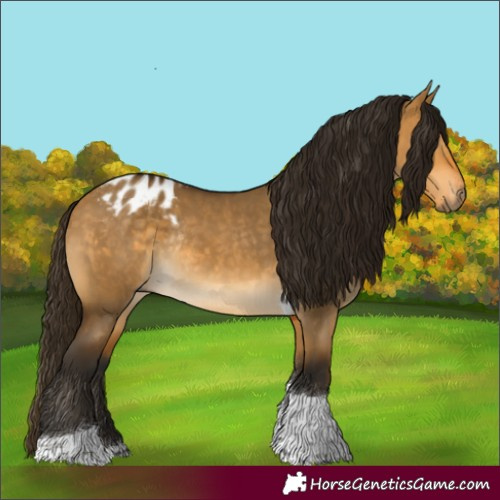 Horse Color:Gray Buckskin Dun Tobiano Appaloosa Rabicano 