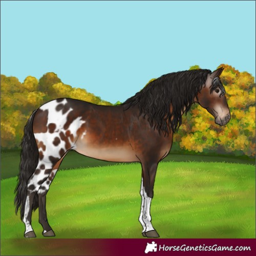 Horse Color:Gray Bay Tobiano Skewed Appaloosa Rabicano 