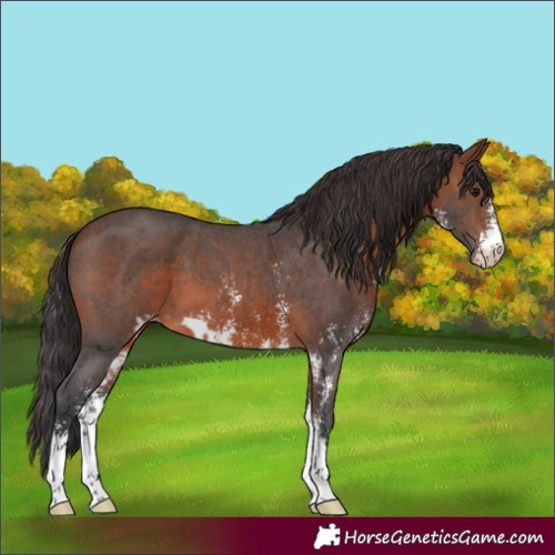Horse Color:Brown Sabino Skewed Appaloosa 