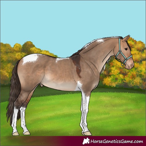 Horse Color:Bay Dun Tobiano Skewed Appaloosa 
