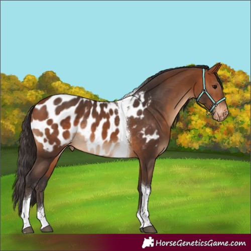 Horse Color:Bay Tobiano Appaloosa Rabicano