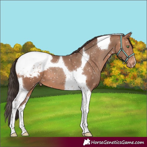 Horse Color:Sable Champagne Tobiano Appaloosa 