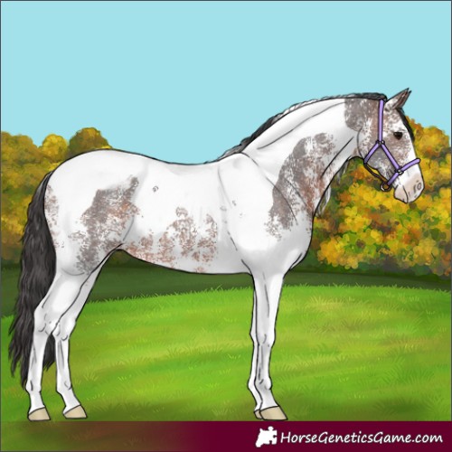 Horse Color:Brown Sabino Tobiano Appaloosa 