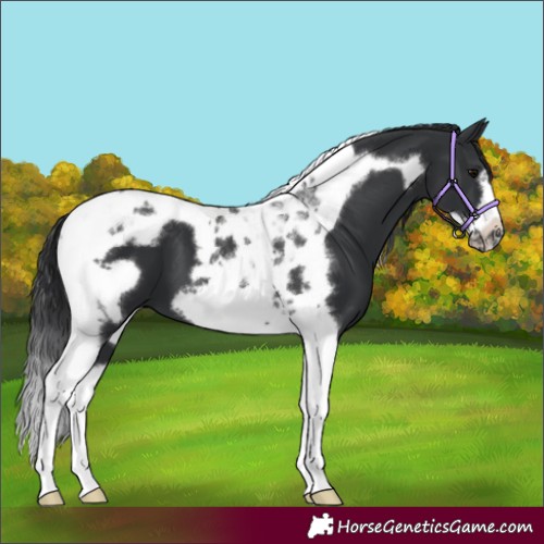 Horse Color:Black Tobiano Frame 