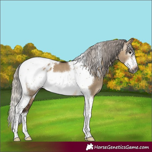 Horse Color:Gray Silver Brown Dun Tobiano Frame Appaloosa 