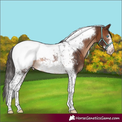 Horse Color:Brown Tobiano Frame Appaloosa Rabicano 