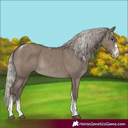 Horse Color:Silver Grullo Sabino Tobiano Appaloosa 