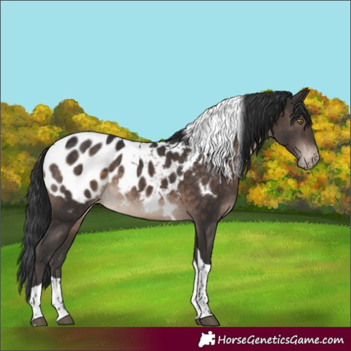 Horse Color:Brown Tobiano Appaloosa 