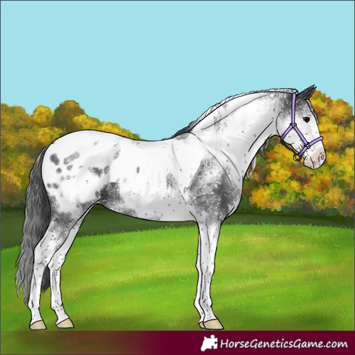 Horse Color:White Spotted Black Tobiano Appaloosa