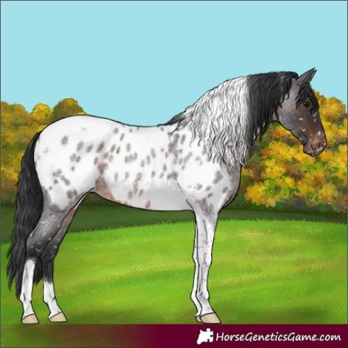 Horse Color:Brown Roan Tobiano Appaloosa 