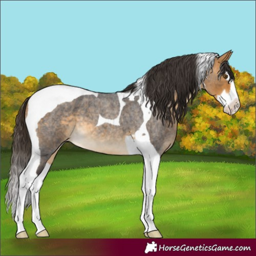 Horse Color:Buckskin Roan Splash Tobiano 