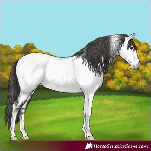 Horse Color:Grullo Tobiano Appaloosa 