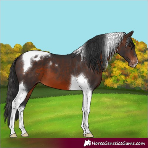 Horse Color:Brown Tobiano Appaloosa