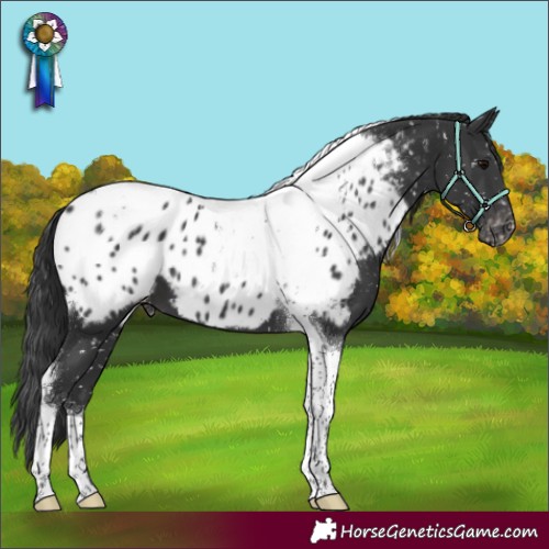 Horse Color:Black Mushroom Tobiano Appaloosa