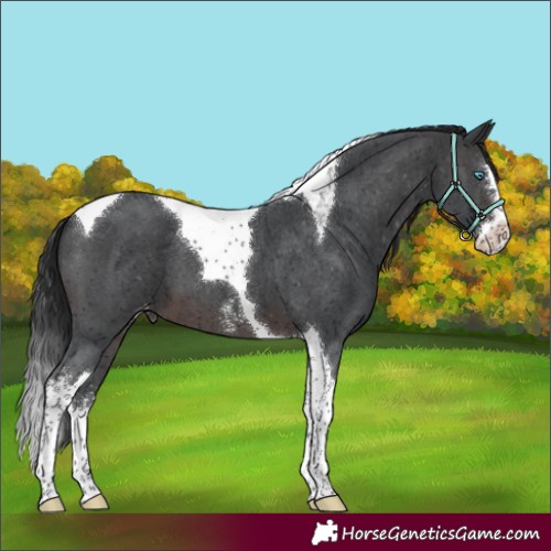 Horse Color:Brown Sabino Splash Tobiano Appaloosa 