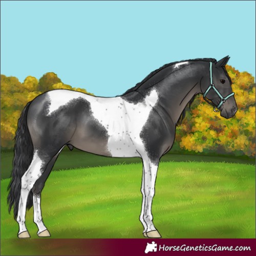 Horse Color:Black Tobiano 