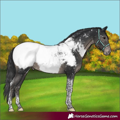 Horse Color:Black Tobiano Appaloosa