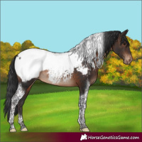 Horse Color:Brown Tobiano Snowcap 