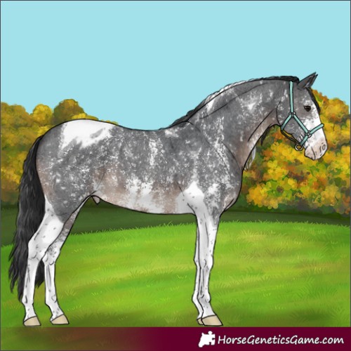 Horse Color:Brown Sabino Tobiano Appaloosa