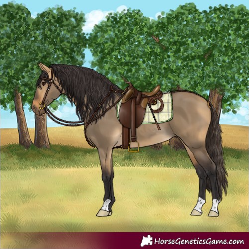 Horse Color:Buckskin Dun