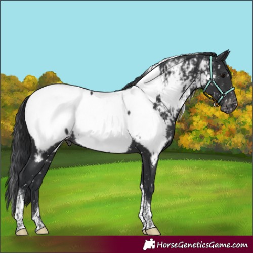 Horse Color:Black Tobiano Appaloosa 