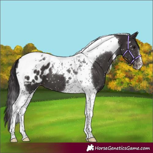 Horse Color:Smoky Black Tobiano Appaloosa