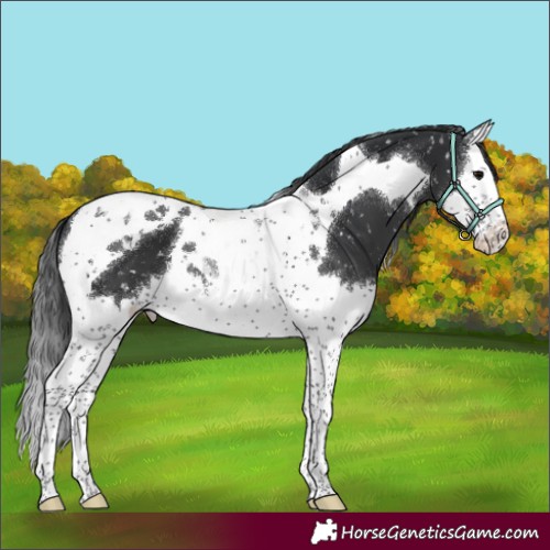 Horse Color:Black Splash Tobiano Appaloosa