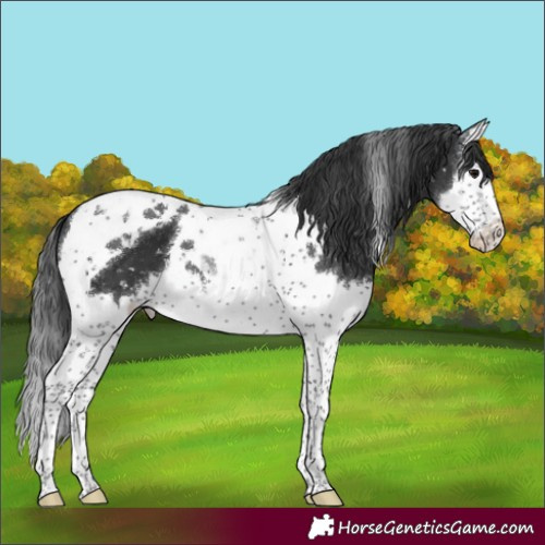 Horse Color:Black Splash Tobiano Appaloosa 