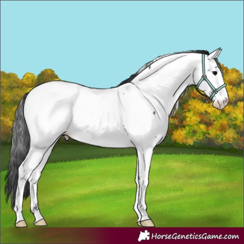 Horse Color:White Spotted Black Appaloosa Rabicano 