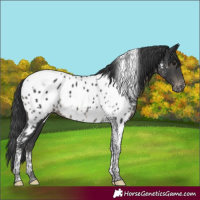 Horse Color:Black Tobiano Near Leopard 
