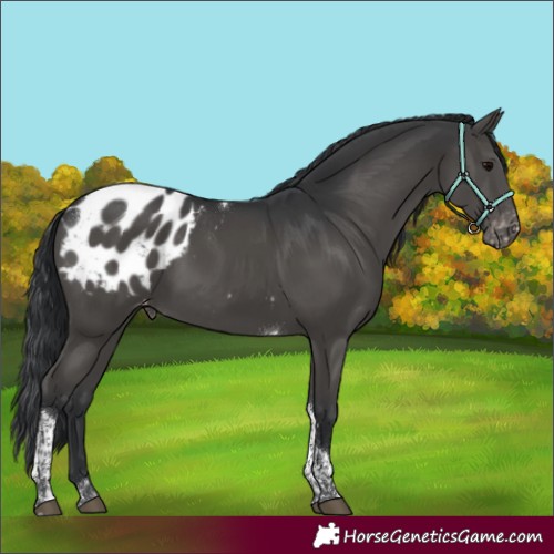 Horse Color:Black Tobiano Appaloosa 