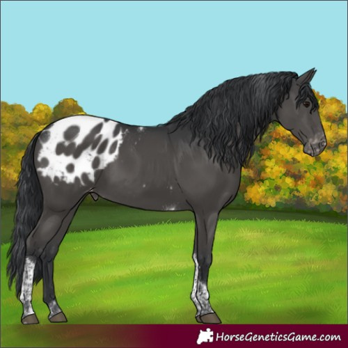 Horse Color:Black Tobiano Appaloosa 
