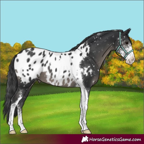 Horse Color:Black Sabino Tobiano Appaloosa 