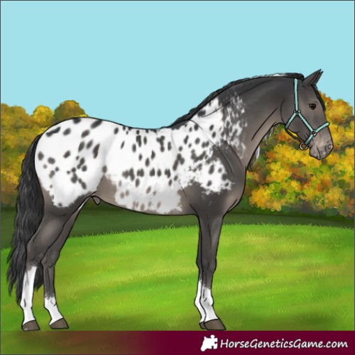 Horse Color:Black Tobiano Appaloosa