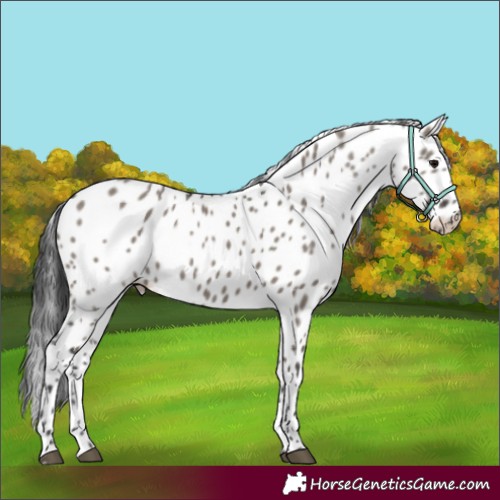 Horse Color:Grullo Appaloosa